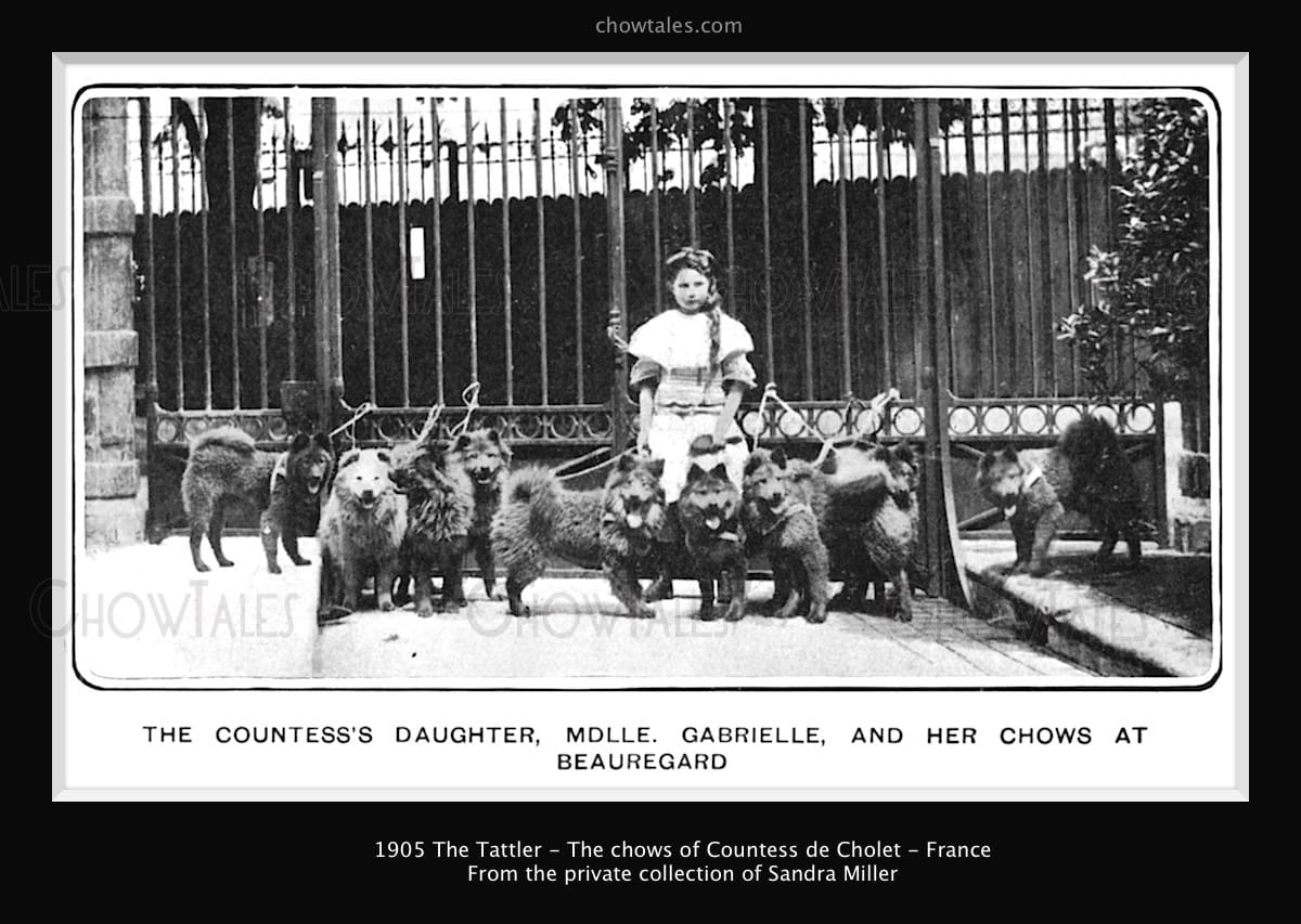 1905 The Tatler- France - The chows Countess de Cholet including Ch. Shylock - CHOWTALES1200 x 853