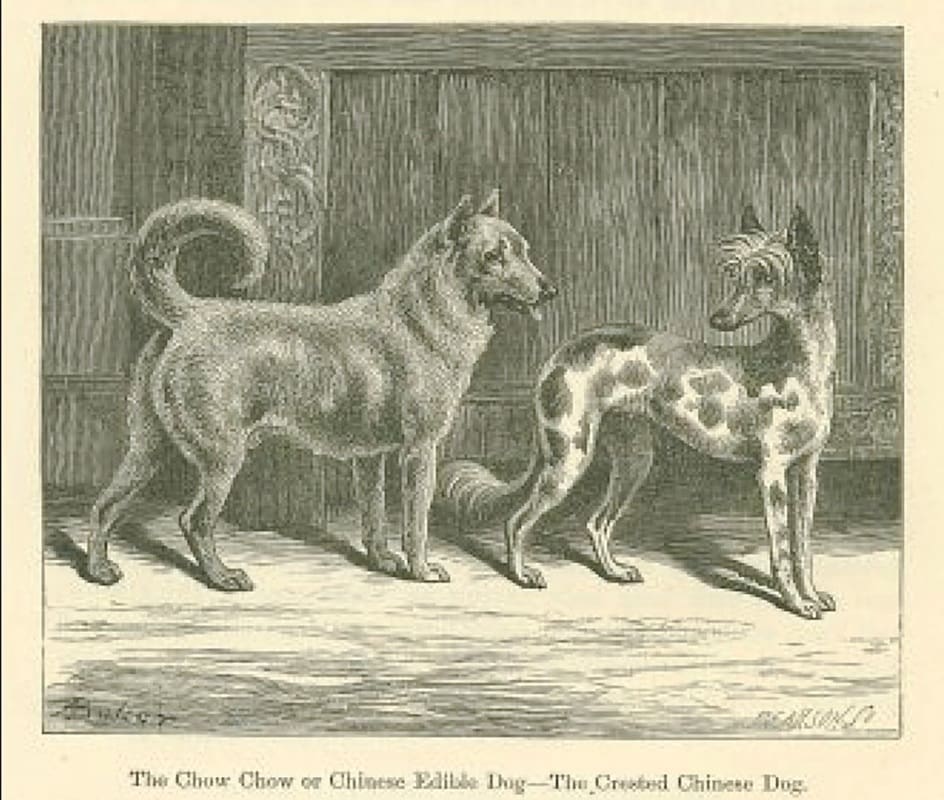 HISTORY OF THE CHOW OVERVIEW ChowTales