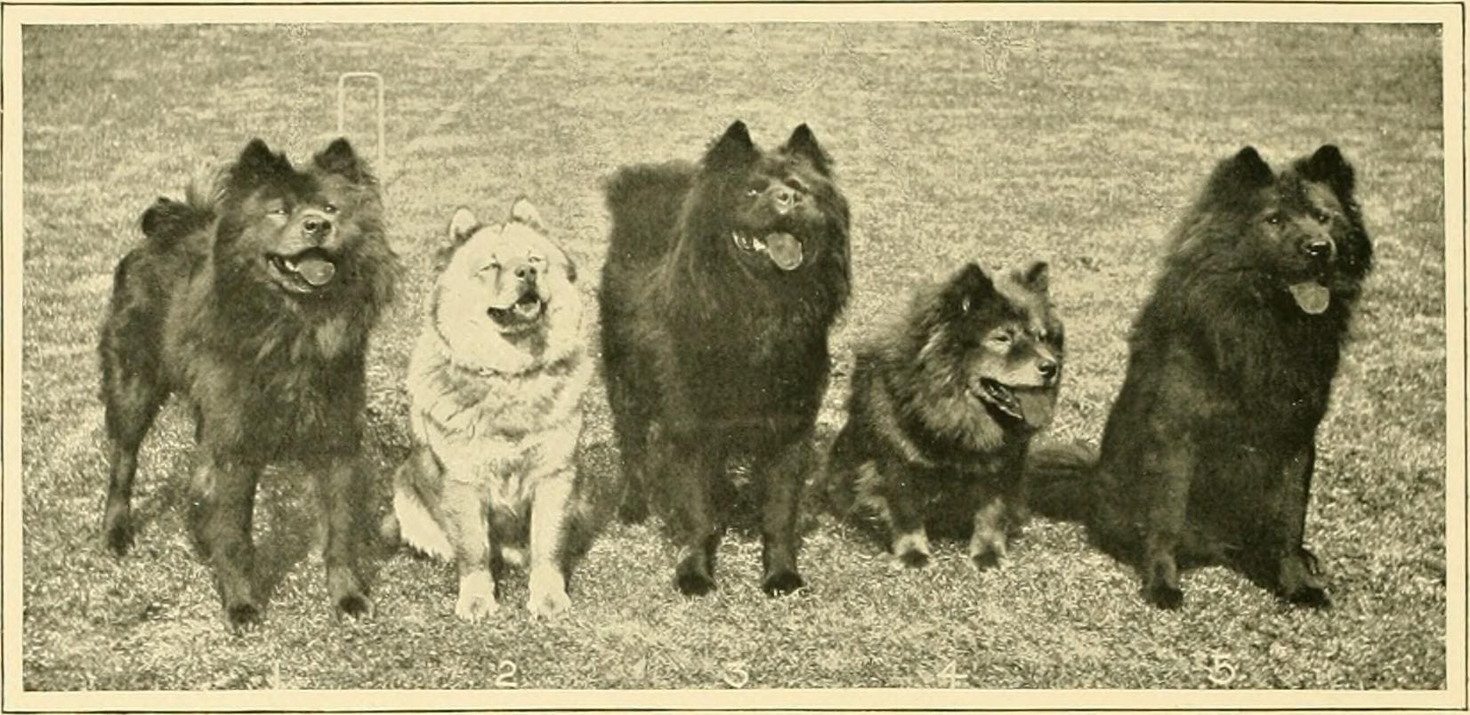 1865-1930 HISTORY TIMELINE- Earliest Chows and Breeders of England and America - CHOWTALES1652 x 804