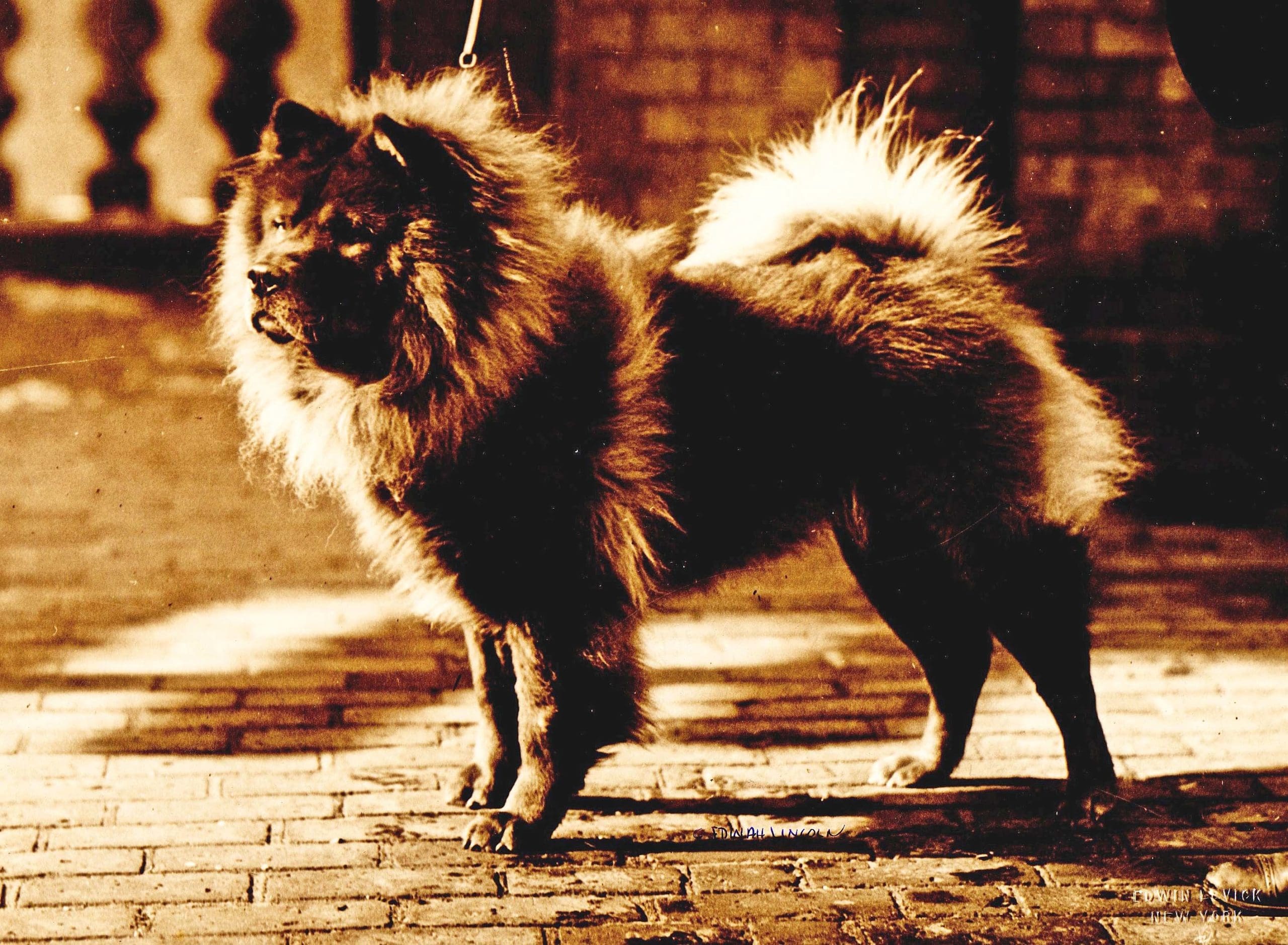 prize CHOW LI PING TOW PROFILE EDINAH LINCOLN COLLECTION